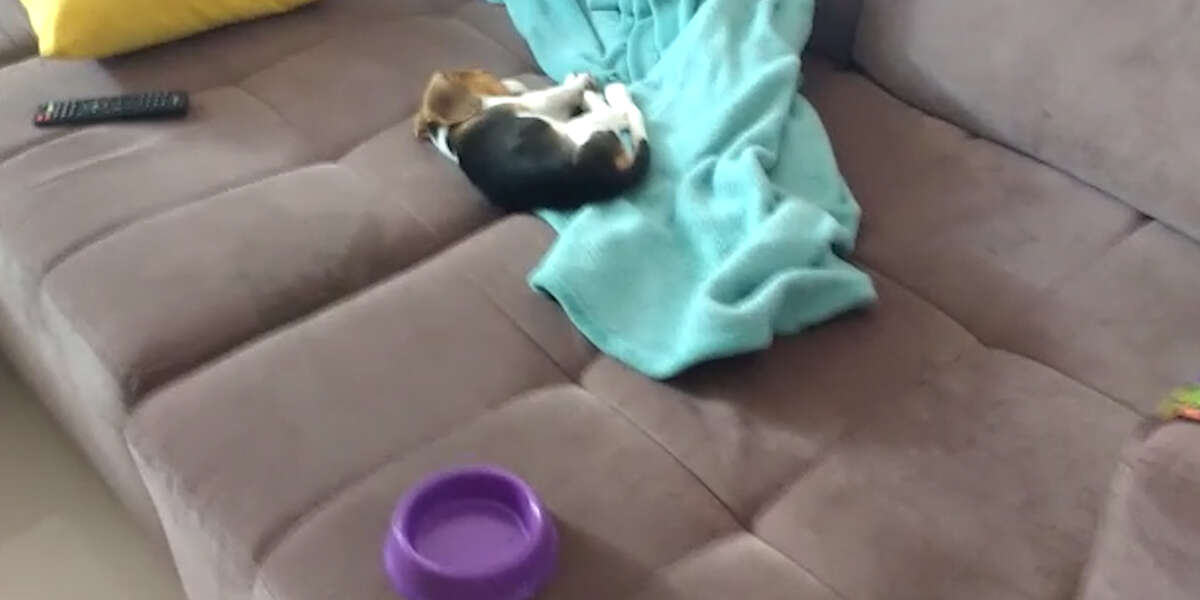Puppy Wakes Up Immediately Because Dinner Videos The Dodo