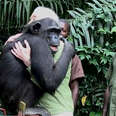 Chimp Has The Best Way To Thank Her Rescuers
