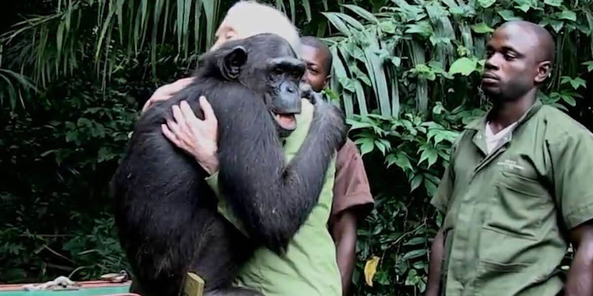 Chimp Has The Best Way To Thank Her Rescuers - Videos - The Dodo