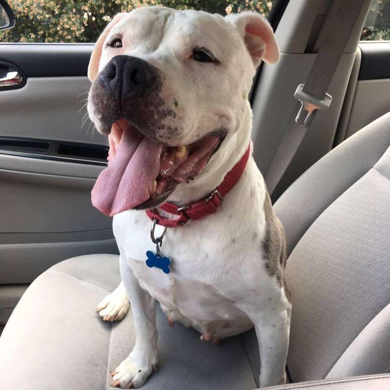 adopted pit bull