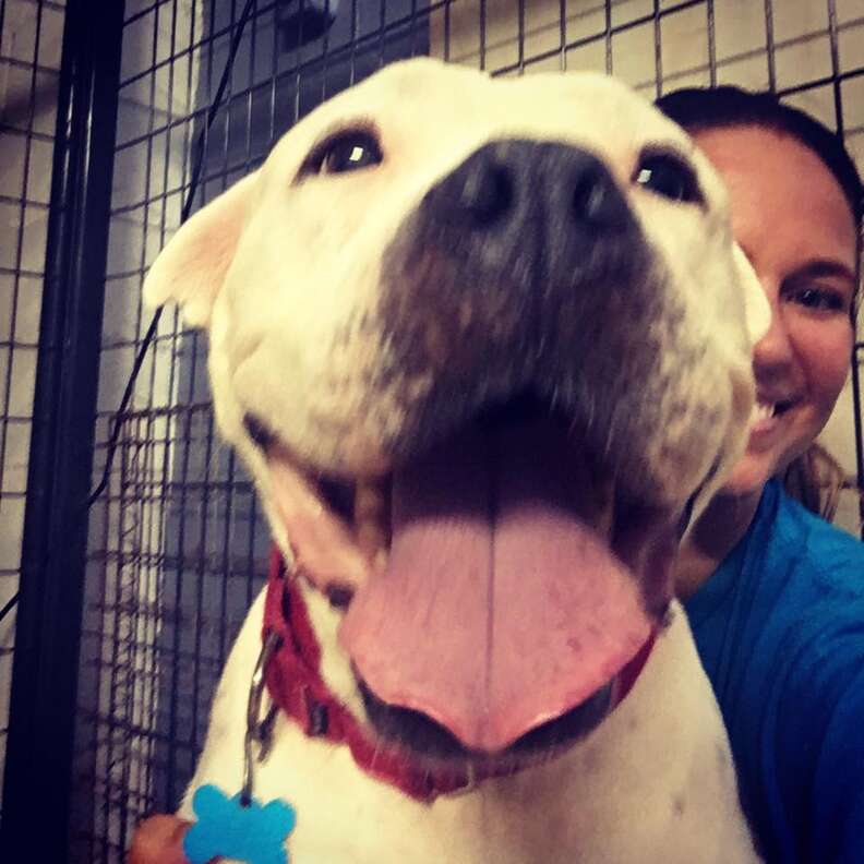 adopted pit bull