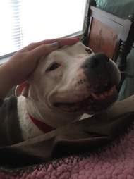 Woman Sees A Deaf, Dying Shelter Dog And Decides To Take Her Home - The ...