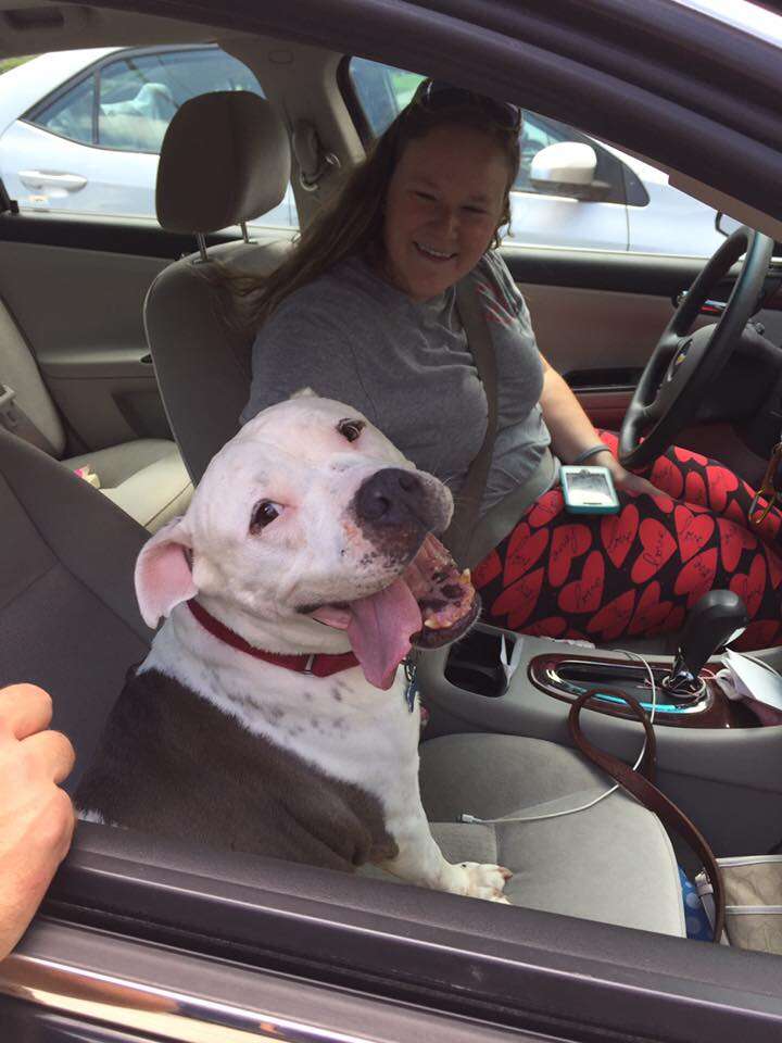 adopted pit bull