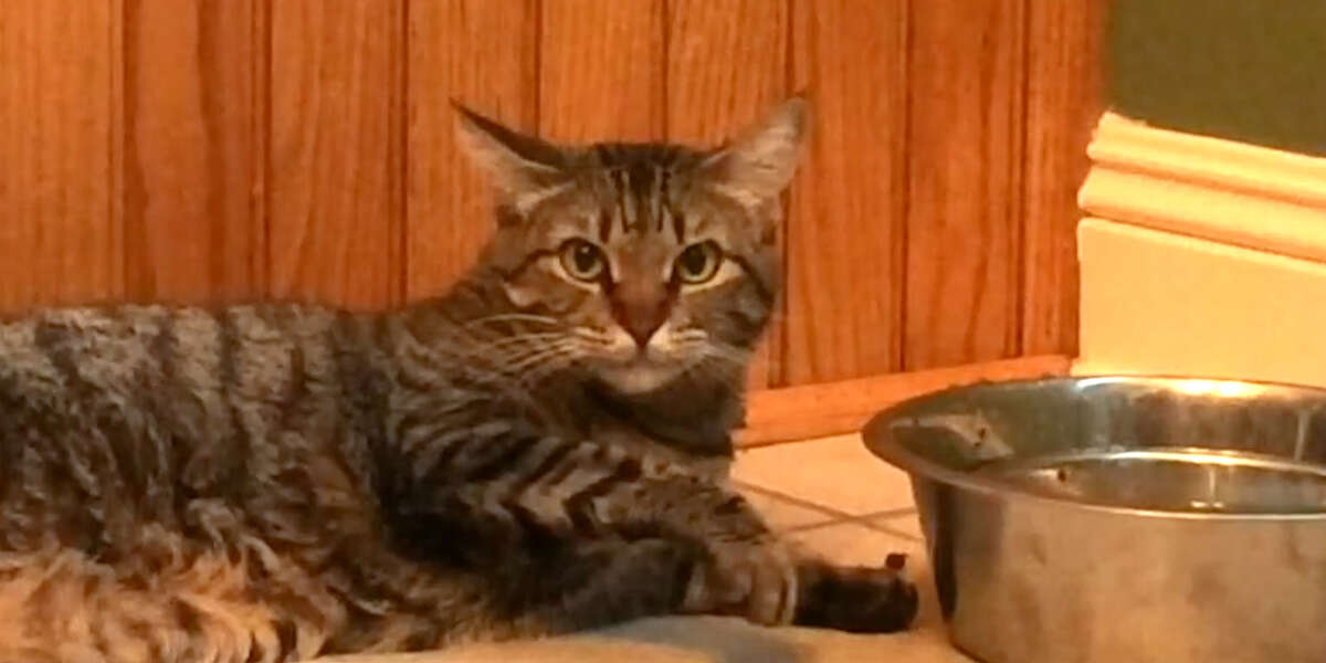 Cat Has The Laziest Way Of Drinking Water Videos The Dodo
