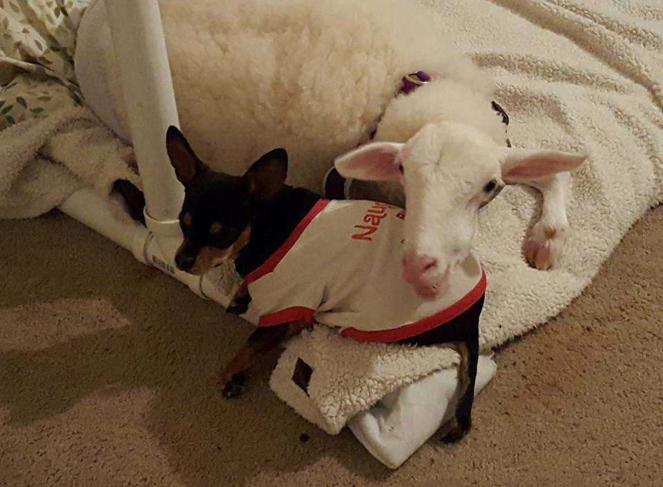 dog gets stuffed lamb after his friend died