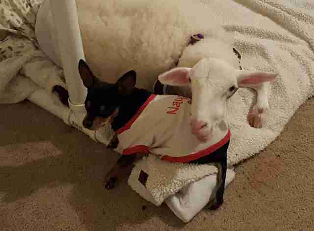 dog gets stuffed lamb after his friend died