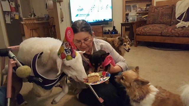 dog gets stuffed lamb after his friend dies