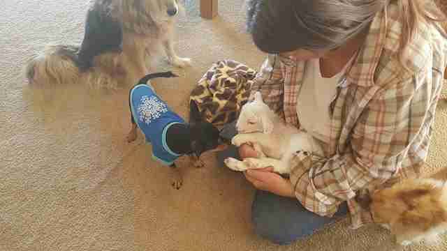 dog gets stuffed lamb after his friend dies