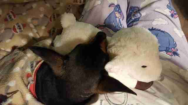 dog gets stuffed lamb after his friend dies