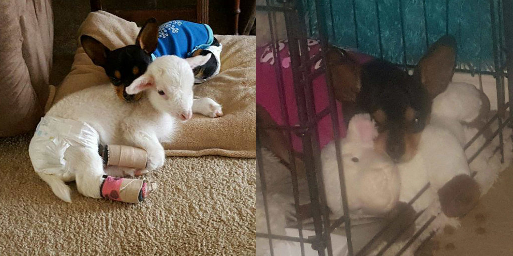 get a stuffed animal that looks like your dog