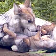 State Decides To Kill Family Of Wolves