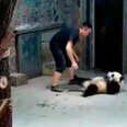 Panda cub abuse