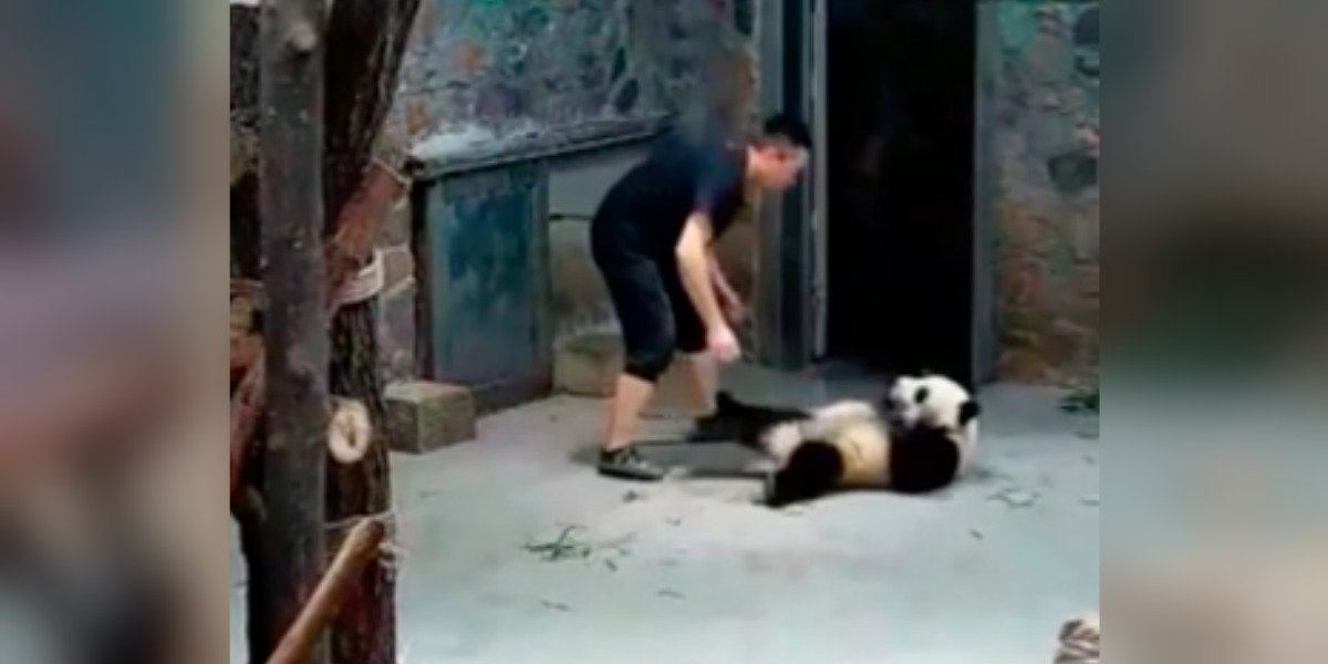 Panda Video Shows Abuse At Chinese Breeding Center - The Dodo