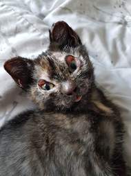 kitten burned in fire