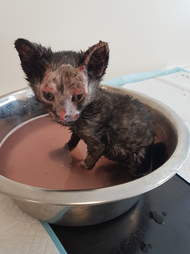 kitten burned in fire