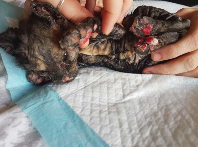 kitten burned in fire