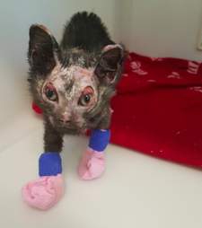 kitten burned in fire