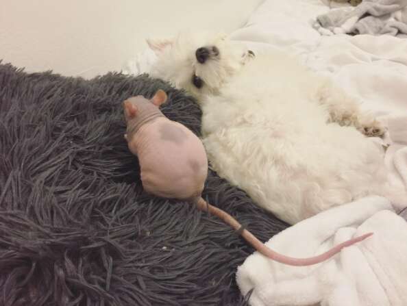 Rat and dog together
