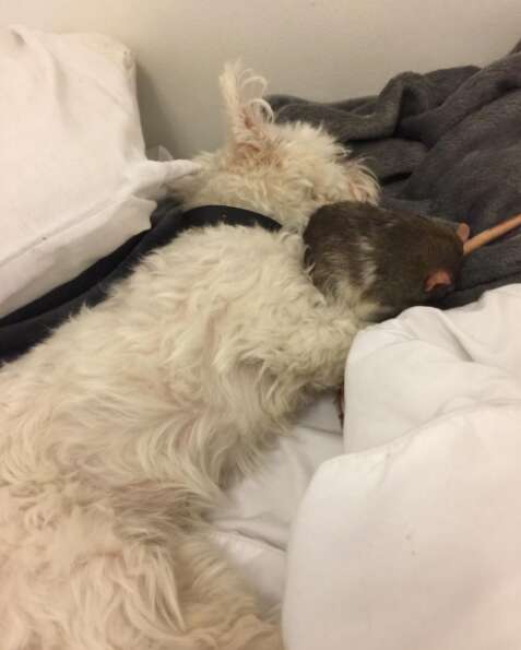 Dog snuggling with rat