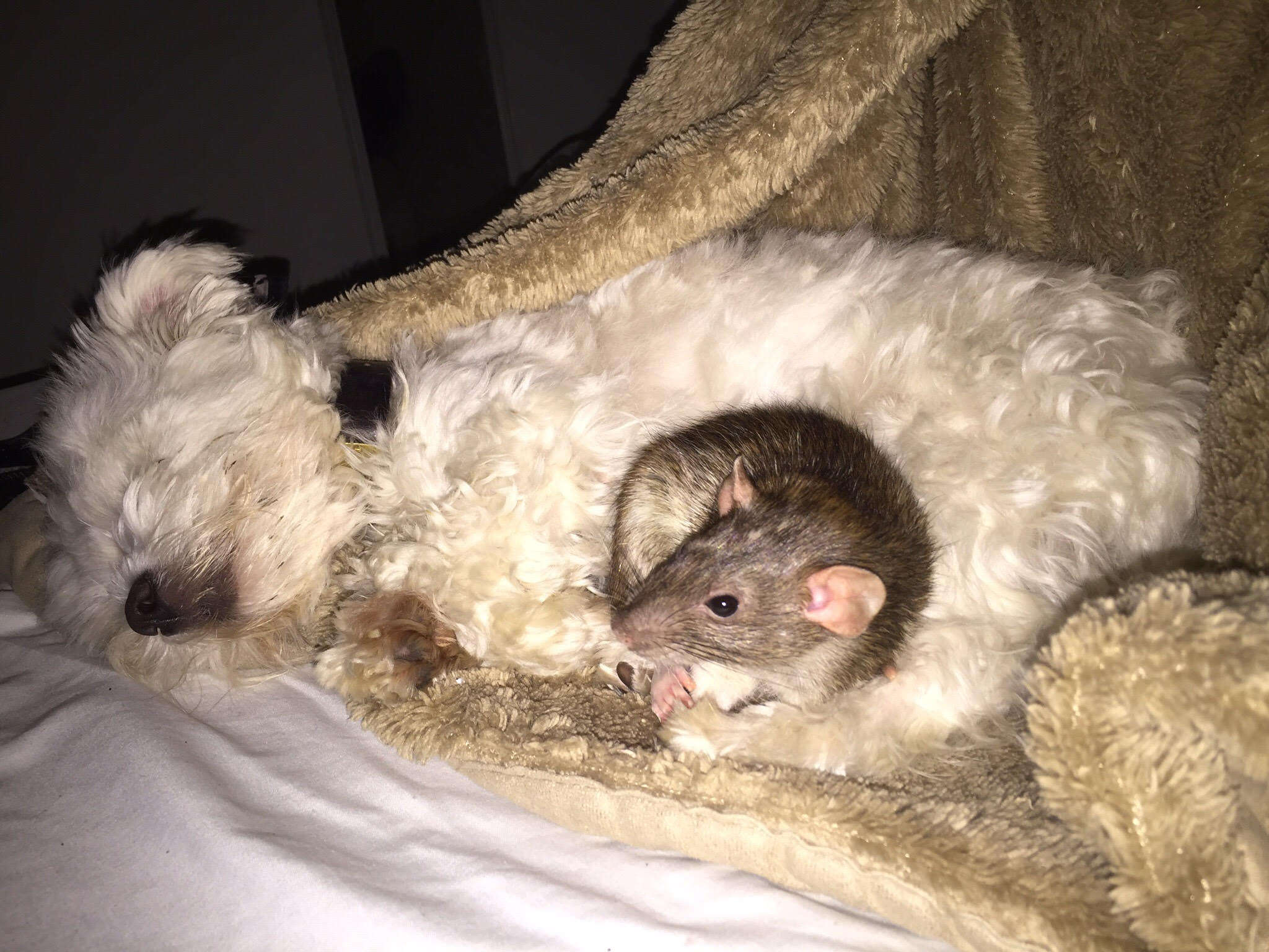 Rat snuggling with dog