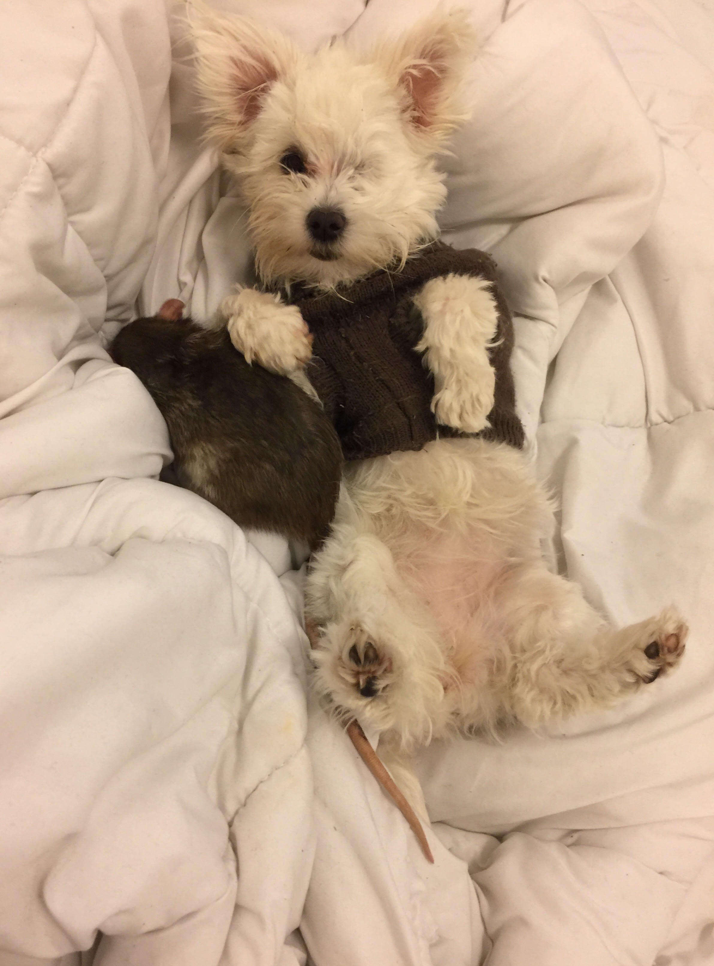 Dog snuggling with rat