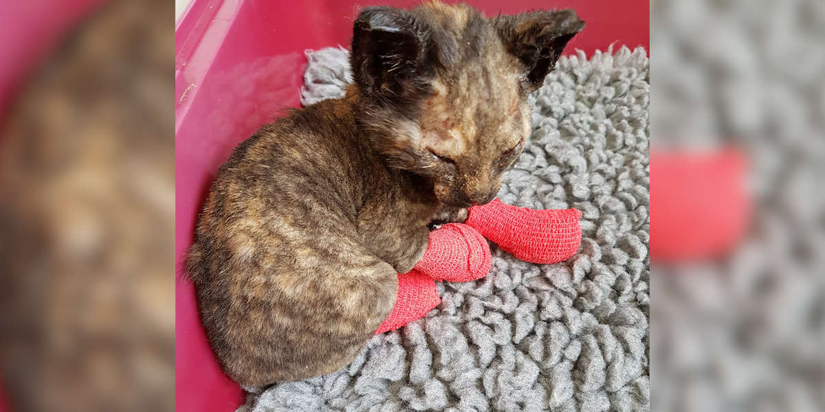 Kitten Burned In Fire Missing Fur On Her Eyelids - The Dodo