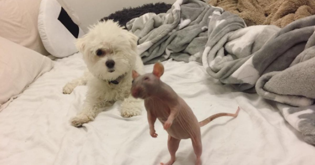 Rescue Dog Adores Her Three Rat Sisters The Dodo