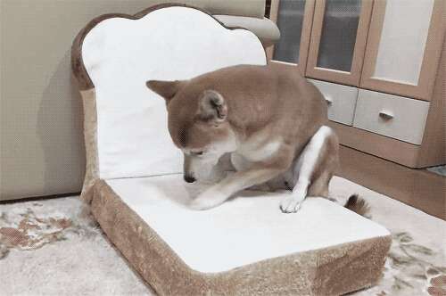 dog on bread dogbed