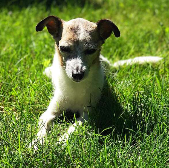 kids throw party for dying foster dog