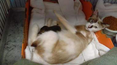 Mom cat with newborn kitten