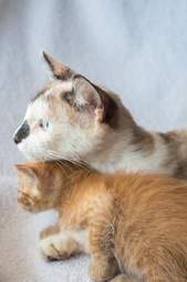 Mom cat and kitten