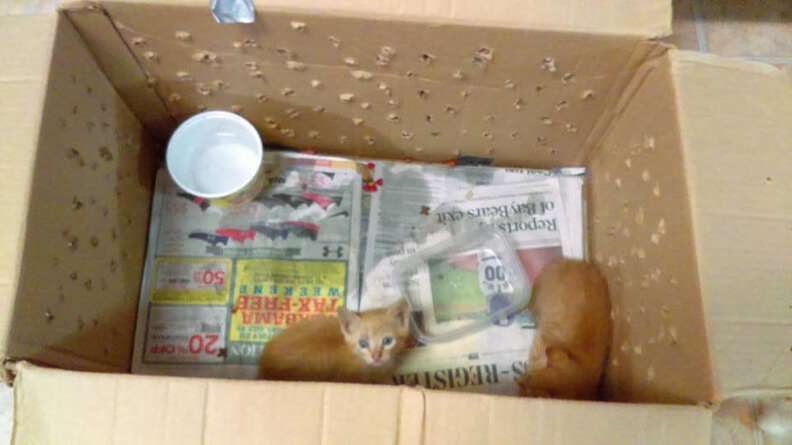 Kittens in cardboard box