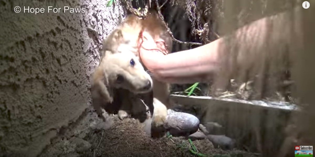 Abandoned Puppy Given As Gift Finally Finds A Home - The Dodo