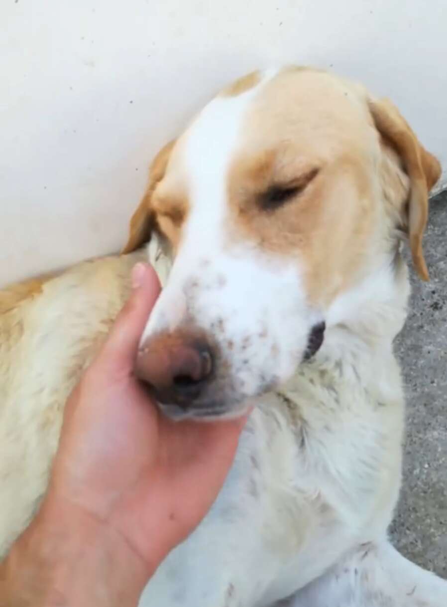 Sweet Dog Nurses Kitten Someone Threw In The Trash - The Dodo