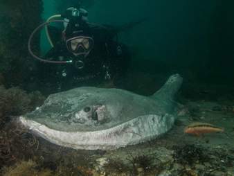 smooth ray, port phillip bay, project banjo