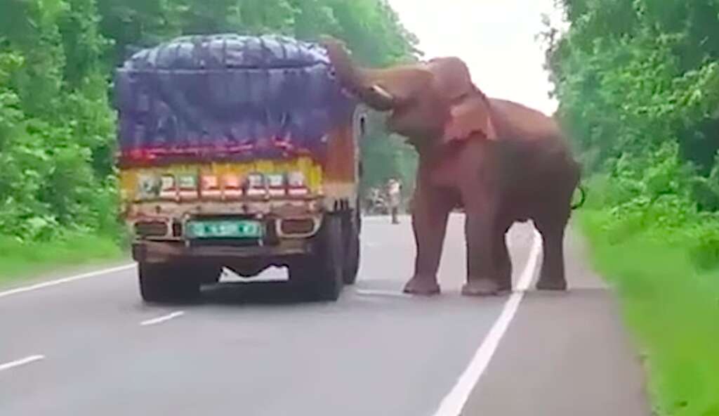 Indian elephant steals snack from truck