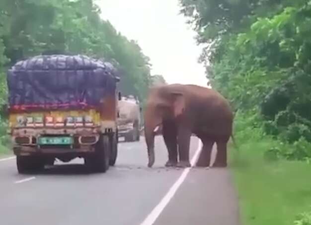 Indian elephant steals snack from truck