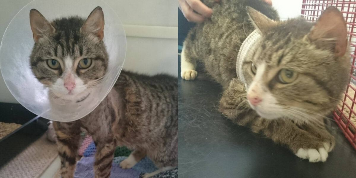 Cat Stuck In Collar Finally Finds The Help She Needs - The Dodo