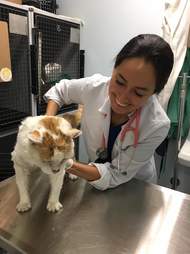 Vet treating rescue cat