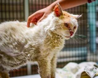 Senior cat at shelter