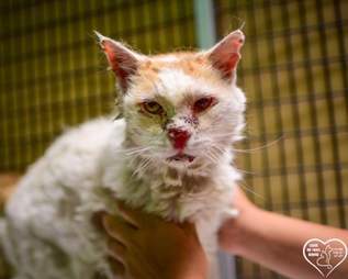 Senior cat at shelter