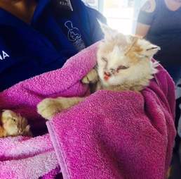 Woman carrying rescue cat in towel