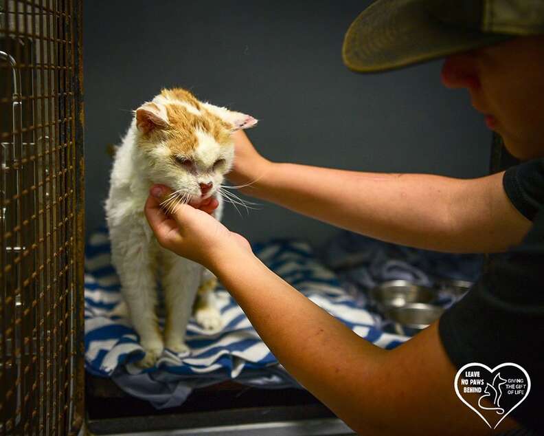 Boy petting rescue cat
