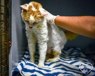 Boy petting rescue cat