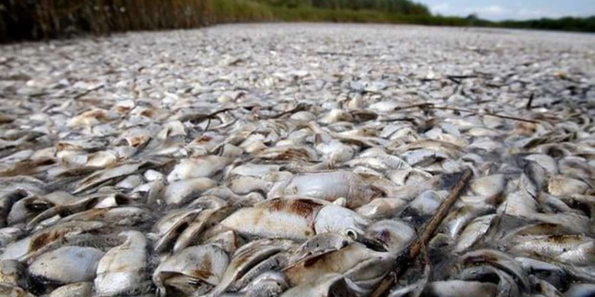 Gulf Of Mexico's Dead Zone Is A Serious Problem For ...