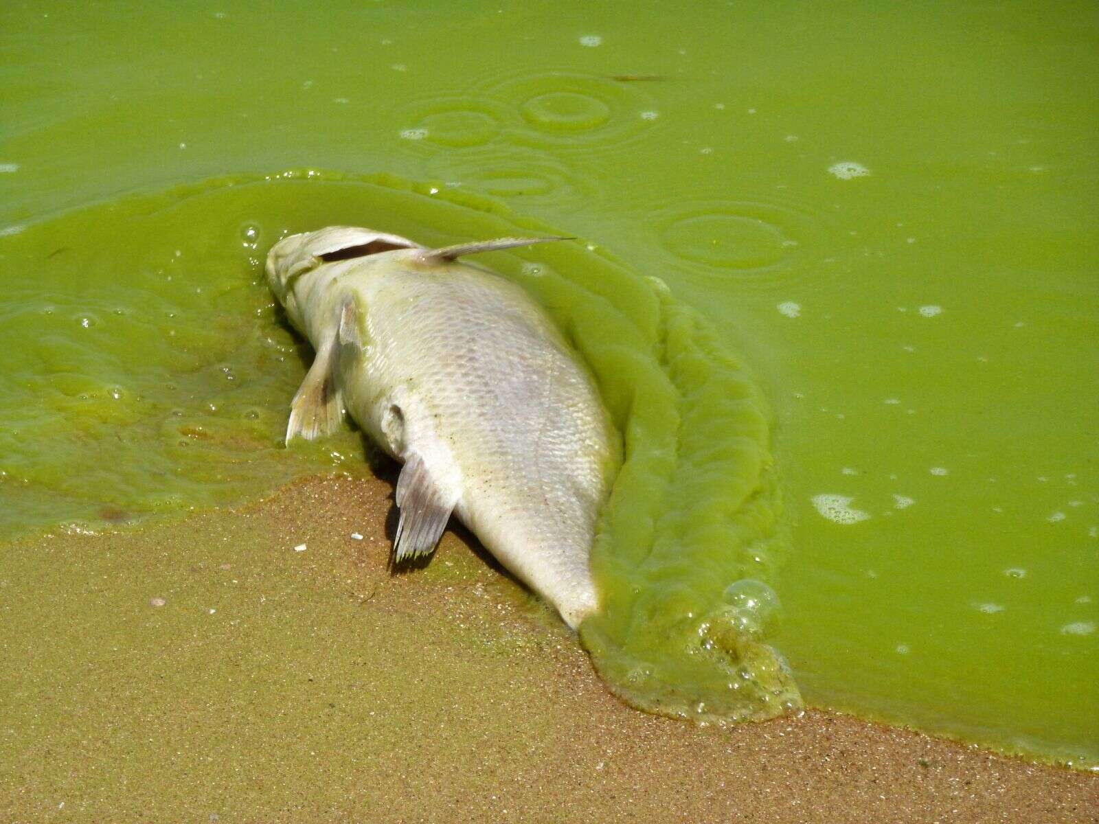Dead fish in algae filled water in the Gulf of Mexico
