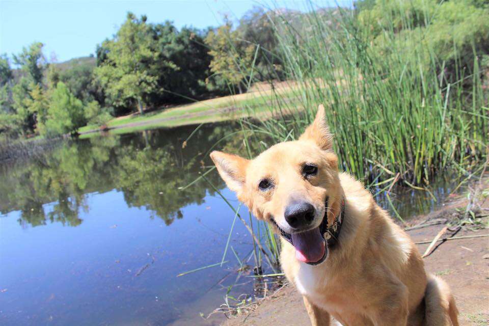 Rescue dog smiling at lake