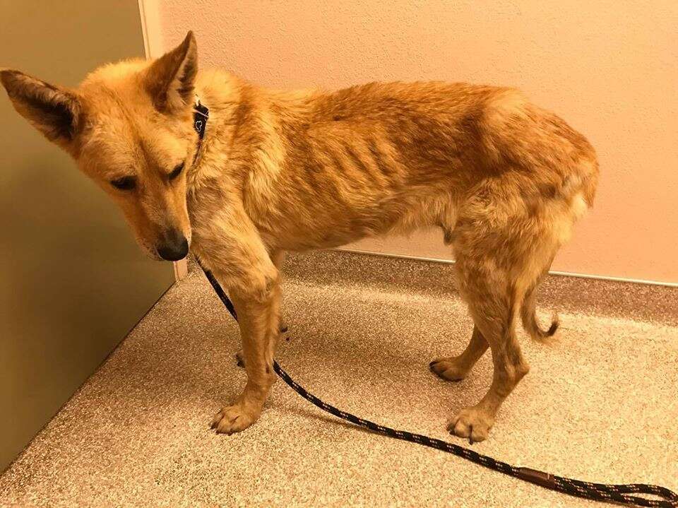 Skinny dog in vet clinic