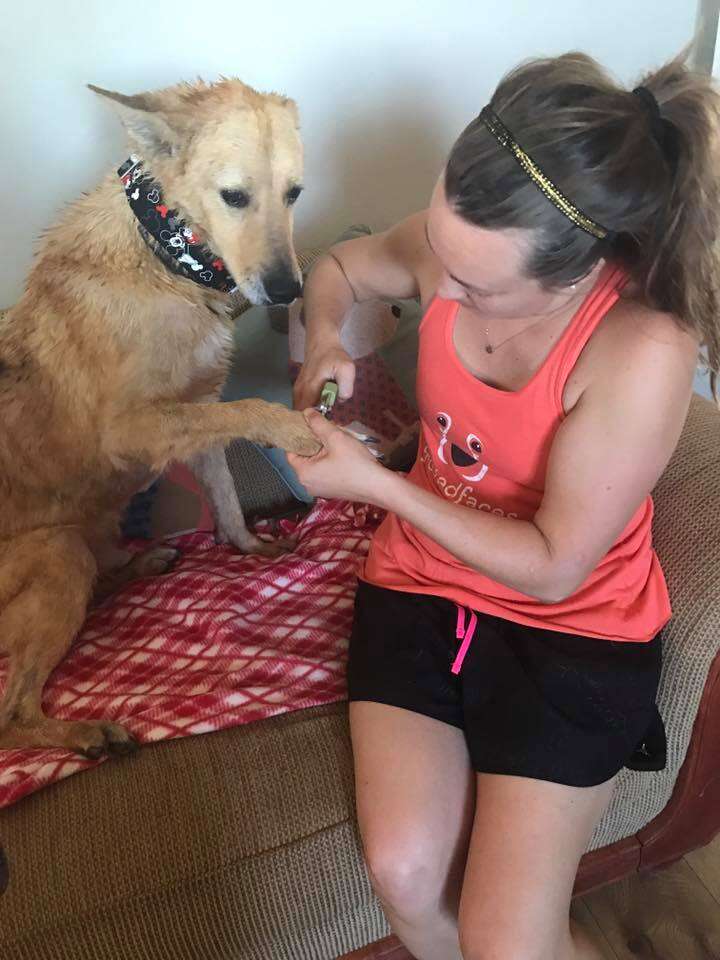 Woman cutting rescue dog's nails