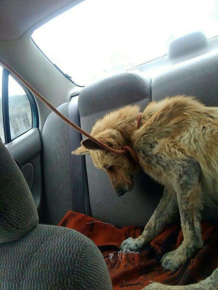 Skinny street dog in back of car